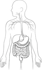 Human digestive system anatomy illustration, black and white diagram, internal organs, medical educational image, biology study material, vector art