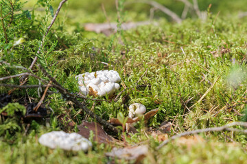  Coral Fungi on a Mossy Forest Floor