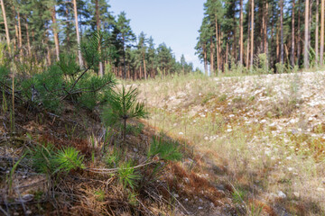 New Forest Road with Young Trees
