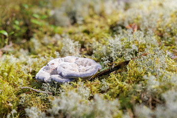 Purple and White Bracket Fungi