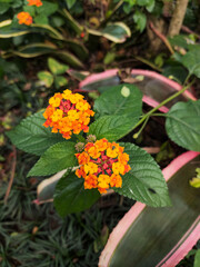 Bright orange and yellow lantana flowers bloom vibrantly among lush green leaves, showcasing a...