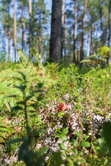 Cluster of red lingonberries in a sunlit forest
