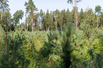 Young pines in a reforested area