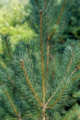 Close-up of a young pine tree branch