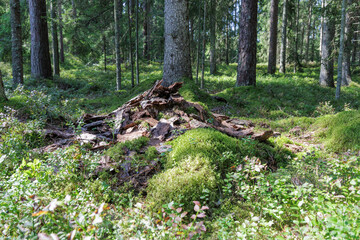 Mossy ground and a rotting stump in a forest