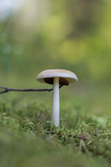  A lone mushroom on a bed of moss