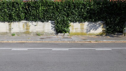 Dirty concrete fence at roadside with high overgrown hedge on top. Sidewalk and street in front....