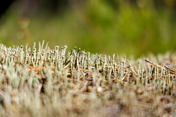 Reindeer moss on the forest floor