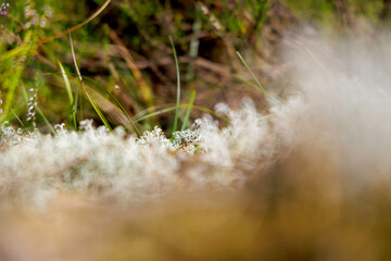 Fuzzy reindeer moss on the ground