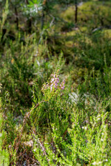 A single flowering branch of heather in a vibrant green forest