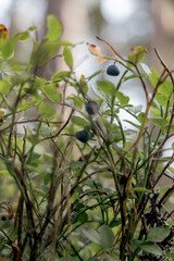 Wild blueberries growing in a lush forest