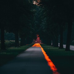 Dark path lined with trees, reflecting a warm sunset glow