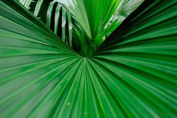 A close-up of green palm leaves reveals their texture and vibrant color. This detailed scene highlights the tropical atmosphere and natural beauty, perfect for creating a sense of tranquility.