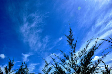 Slender tamarisk leaves bend in the wind beneath a vivid blue sky in Cox&rsquo;s Bazar, Bangladesh. Ideal for nature, wellness, seasonal design, and environmental branding.