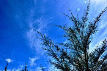 Slender tamarisk leaves bend in the wind beneath a vivid blue sky in Cox’s Bazar, Bangladesh. Ideal for nature, wellness, seasonal design, and environmental branding.