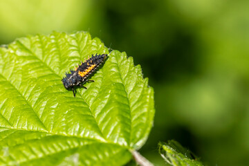 Asiatischer Marienkäfer auf einem Blatt