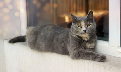 Beautiful light grey and beige cat outdoor