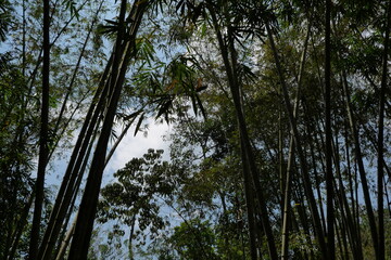 Silhouette of a lush bamboo forest.