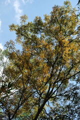 Towering tree with golden leaves and blue sky in the background.