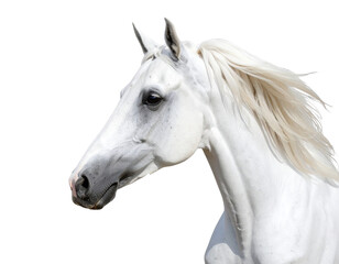 Obraz premium White horse on a white background