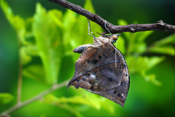 Orange oakleaf butterfly (Kallima inachus) Indian oakleaf or dead leaf butterfly with wings closed, it closely resembles a dry leaf with dark veins and is a commonly cited example of camouflage