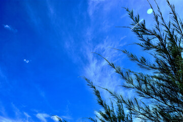 Slender tamarisk leaves bend in the wind beneath a vivid blue sky in Cox’s Bazar, Bangladesh. Ideal for nature, wellness, seasonal design, and environmental branding.