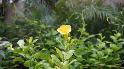 Single yellow flower among tangled green foliage in garden