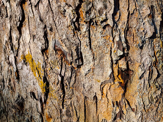Detailed close-up of tree bark texture with natural cracks, rugged surface, and earthy tones of brown and gray, showing organic patterns perfect for nature backgrounds.