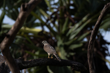 The beautiful shikra try to perched on a dry tree . The background is blurred with  lush green and tree branches.