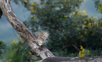 The beautiful Hawk eagle try to perched on a dry tree with wings opened. The background is blurred with green leaves and sky.