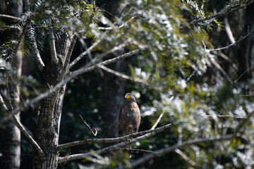 The beautiful Serpent eagle  try to perched on a dry tree . The background is blurred with  lush green leaves