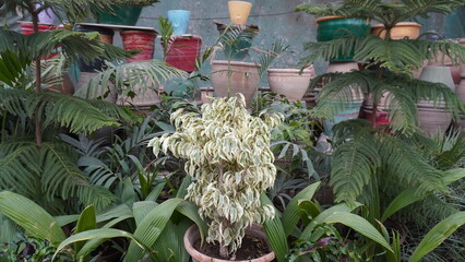 Potted bush with white green leaves surrounded by terracotta plants
