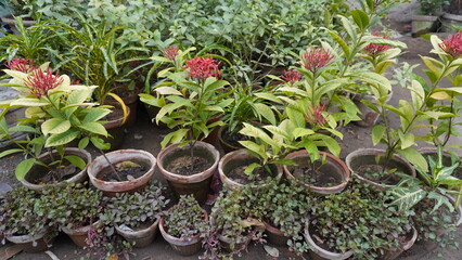 Terracotta pots filled with greenery and red flowered plants