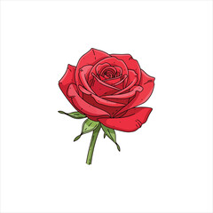 Illustration of a vibrant red rose blossom with green leaves and stem, isolated on a white background.