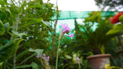 Pink allium flower shot with blurred garden greenery