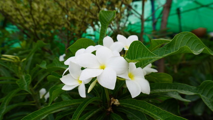 White plumeria flowers framed by overcast garden greenery
