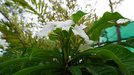 Close up white plumeria flowers among lush green leaves