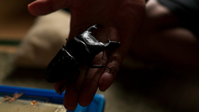 スマトラオオヒラクワガタ（Dorcus titanus）を持つ男性の手のクローズアップ。暗めの背景と虫かごが映る昆虫写真。Insect enthusiast