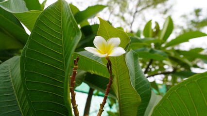 Single white yellow flower framed by large veined leaves