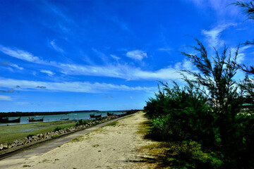Slender tamarisk leaves bend in the wind beneath a vivid blue sky in Cox’s Bazar, Bangladesh. Ideal for nature, wellness, seasonal design, and environmental branding.