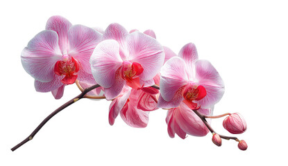 Close-up of a delicate pink orchid branch against a transparent background