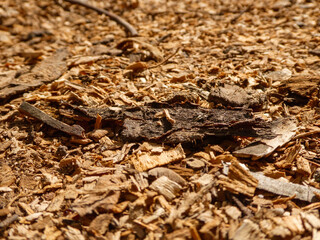 A piece of dark wood on chips.