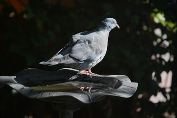 pigeon on the basin