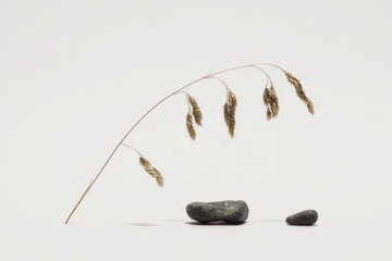 Dried plant stem arching over two smooth, dark stones against a stark white background