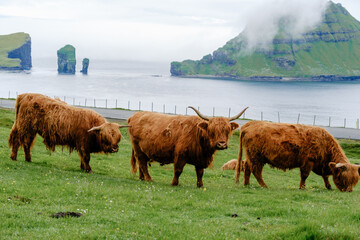 Highland cattle grazing peacefully along the serene coastline of the Faroe Islands