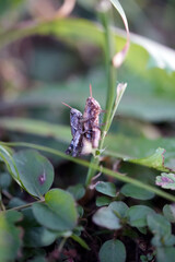 grasshopper mating