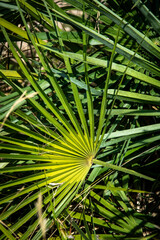 palm tree leaf