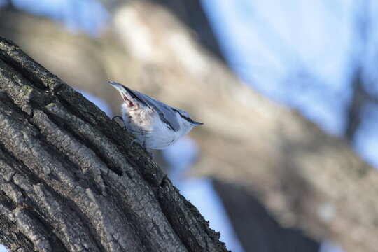 Eurasian Nuthatch Climbing Tree Trunk in Winter