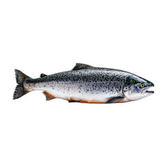 Fototapeta premium Freshwater fish salmon and trout transparent background for culinary concepts