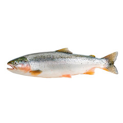 Freshwater fish isolated salmon and trout on transparent background for nature and culinary uses